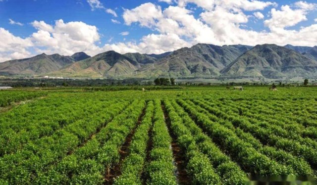 Năm 2025, thị trường tr&agrave; xanh ghi nhận mức tăng trưởng mạnh mẽ, với gi&aacute; trị ước đạt khoảng 17,9 tỷ USD.