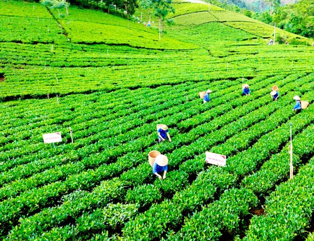 Thị trường mới nổi tại Nam &Aacute;, Trung Đ&ocirc;ng v&agrave; Đ&ocirc;ng Nam &Aacute; đang mở ra cơ hội t&aacute;i định vị ch&egrave; Việt trong bức tranh cạnh tranh to&agrave;n cầu năm 2026.