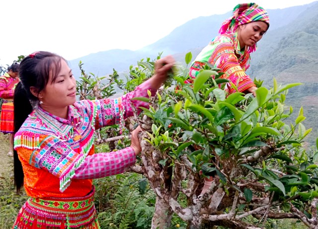 Từ những nương ch&egrave; tr&ecirc;n sườn n&uacute;i L&agrave;o Cai, nhiều phụ nữ d&acirc;n tộc thiểu số đ&atilde; vươn l&ecirc;n l&agrave;m chủ kinh tế và tự tin tho&aacute;t ngh&egrave;o.