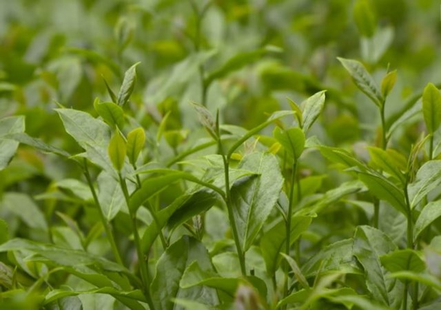 Cuộc cách mạng số trên vùng chè Thái Nguyên - Ảnh 1