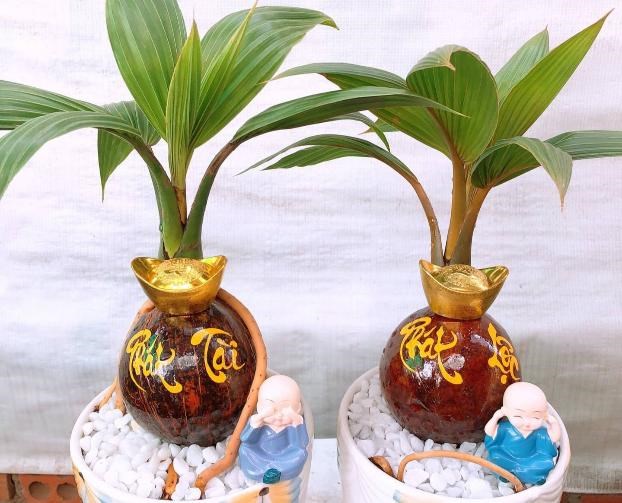 Dừa d&#225;t v&#224;ng, dừa bonsai mini h&#250;t kh&#225;ch dịp Tết - Ảnh 2