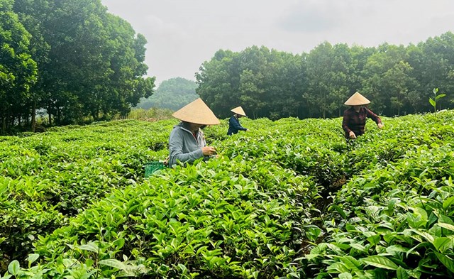 Chè Tuyên Quang đang vươn xa, khẳng định vị thế trên thị trường quốc tế.