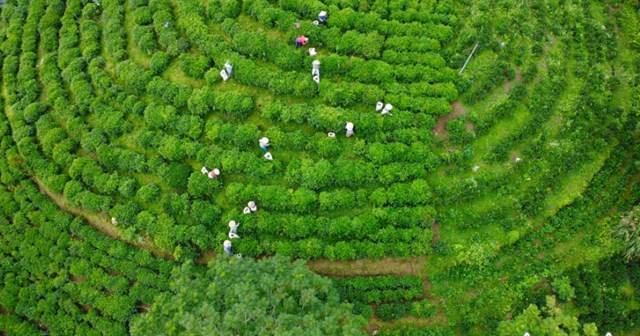 Thái Nguyên nổi tiếng với vẻ đẹp hùng vĩ của những cánh đồi chè xanh biếc, tạo nên bức tranh tuyệt vời của khu vực Tây Bắc.