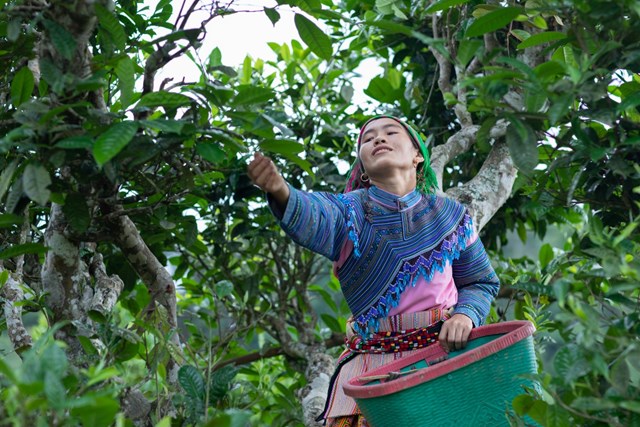 Những cây chè Shan tuyết ở Lào Cai không chỉ là sản phẩm nông sản quý hiếm mà còn là phần di sản văn hóa vô giá của người dân nơi đây.