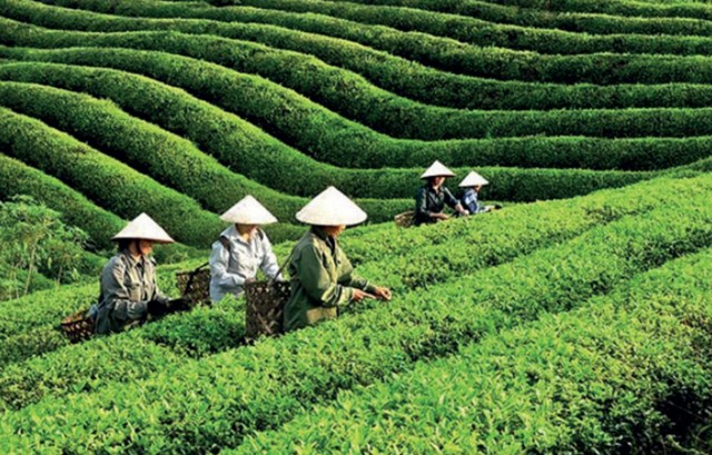 Mộc Ch&#226;u - Lời hẹn của m&#249;a xu&#226;n - Ảnh 4