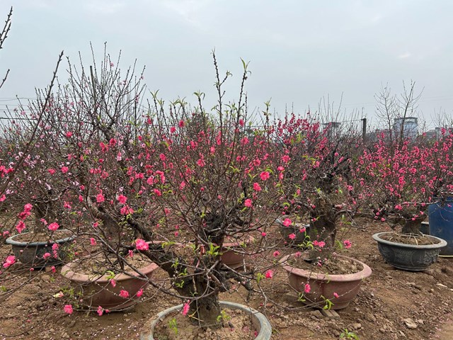 Nhiều gốc đ&agrave;o bung nở sớm trước Tết khiến người trồng lo lắng &nbsp;