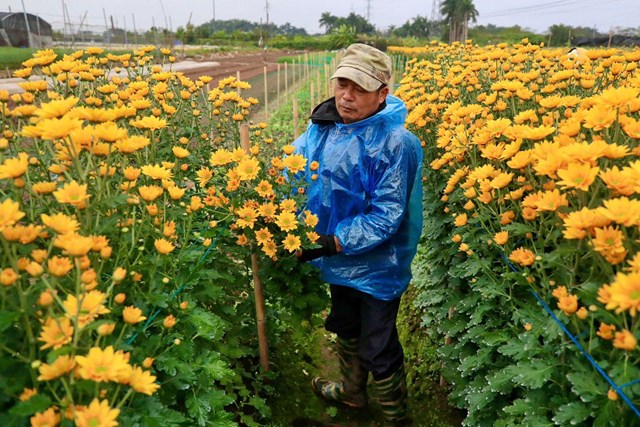 &Ocirc;ng K&yacute; cắt những luống hoa đầu vụ Tết để b&aacute;n &nbsp;