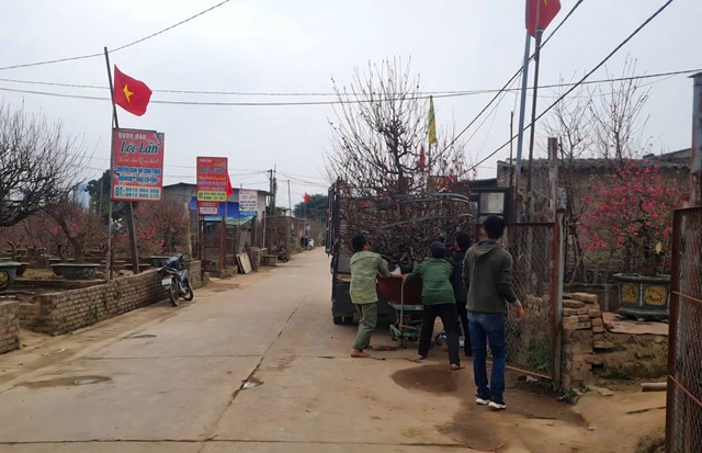 Làng hoa Nhật Tân trước thềm Tết Bính Ngọ: Sắc xuân nở giữa nhiều nỗi lo - Ảnh 3