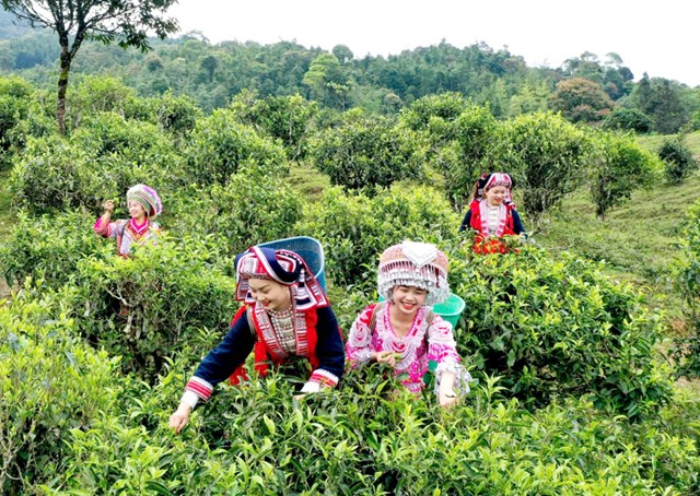 Chè Shan tuyết là cây trồng chủ lực của huyện