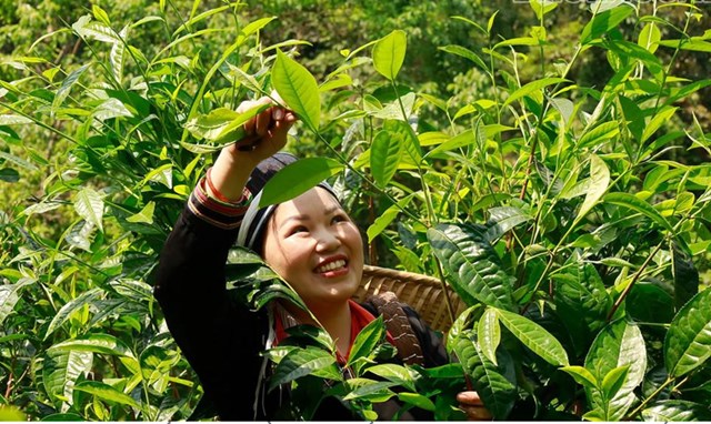 Duy trì và phát triển vùng trồng chè cổ thụ giúp nông dân huyện Bắc Hà có thu nhập khá.
