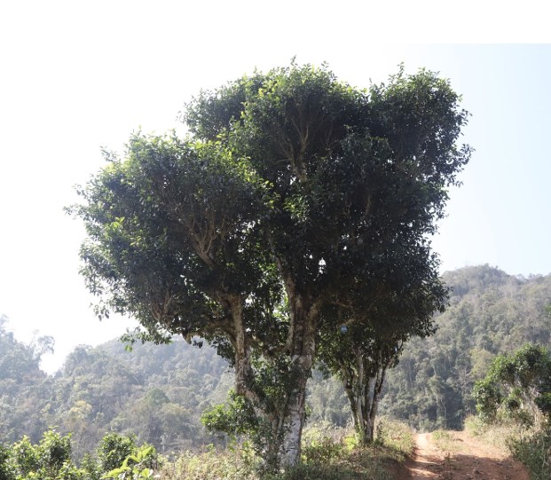 Một trong những c&acirc;y ch&egrave; của bản &Ocirc;n Ốc được c&ocirc;ng nhận c&acirc;y di sản Việt Nam.