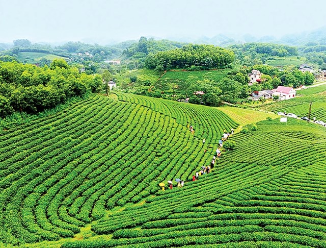 Tr&agrave; Việt Nam hiện đ&atilde; c&oacute; mặt tại hơn 70 thị trường, từ ch&acirc;u &Aacute;, Trung Đ&ocirc;ng đến ch&acirc;u &Acirc;u v&agrave; Bắc Mỹ.