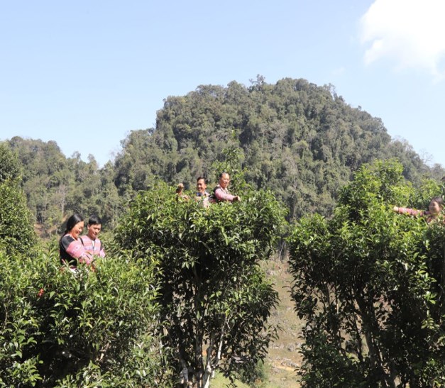 Nh&acirc;n d&acirc;n bản &Ocirc;n Ốc thu h&aacute;i ch&egrave;.
