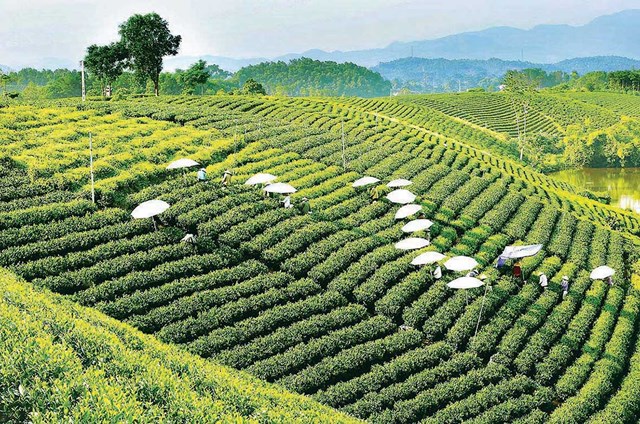 Kh&ocirc;ng chỉ mang gi&aacute; trị di sản, ch&egrave; c&ograve;n l&agrave; trụ cột kinh tế n&ocirc;ng nghiệp của tỉnh Th&aacute;i Nguy&ecirc;n.