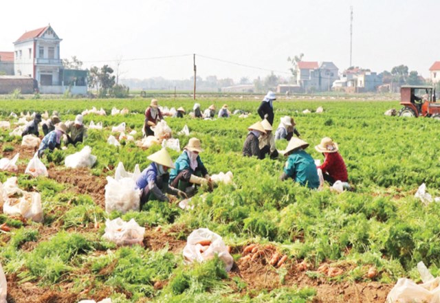Tết Nguy&ecirc;n đ&aacute;n năm nay rơi đ&uacute;ng v&agrave;o thời điểm nhiều loại rau m&agrave;u bước v&agrave;o vụ thu hoạch rộ, qua đ&oacute; tạo ra nguồn cung dồi d&agrave;o v&agrave; ổn định cho thị trường.