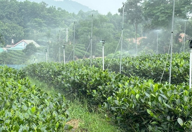 Hiện nay, tỉnh Thái Nguyên có hơn 7.000 ha chè áp dụng công nghệ tưới nước tự động và bán tự động, chiếm hơn 30% tổng diện tích chè toàn tỉnh.