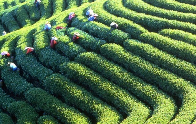 Những yếu tố tự nhiên như khí hậu, thổ nhưỡng, và những phương thức chế biến đặc biệt đã tạo ra một nền văn hóa trà phong phú và đa dạng, mang lại cho Đài Loan một diện mạo văn hóa trà riêng biệt.