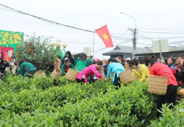 Thi hái chè nhanh tại Lễ hội.