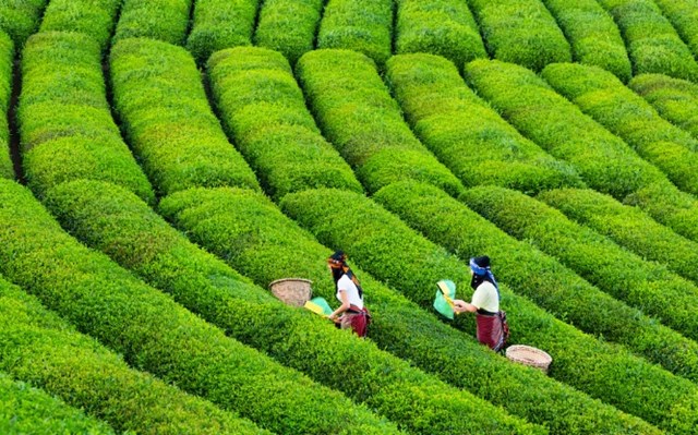 Những cánh đồng trồng chè ở thành phố Rize – nơi trồng chè lớn nhất và nổi tiếng nhất Thổ Nhĩ Kỳ. 