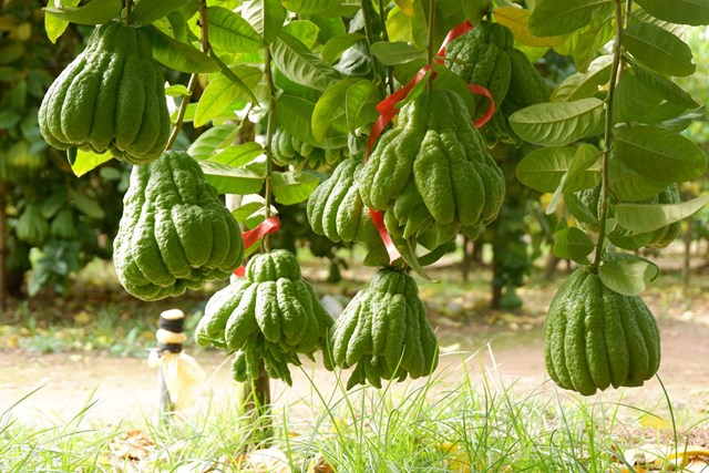 Phật thủ – hương sắc của phúc lành ngày Tết - Ảnh 3