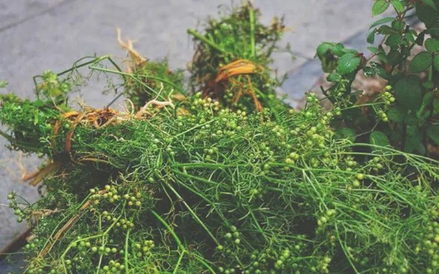 Nao nao hương mùi già - Hương vị không thể thiếu của Tết Việt - Ảnh 1