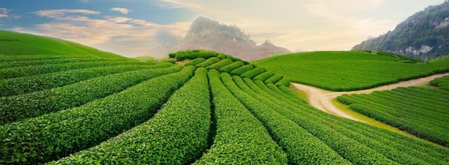 Những đồi chè xanh mướt, trải dài như thảm lụa dưới ánh nắng ban mai, chính là khởi nguồn của loại trà Thái Nguyên đặc biệt.