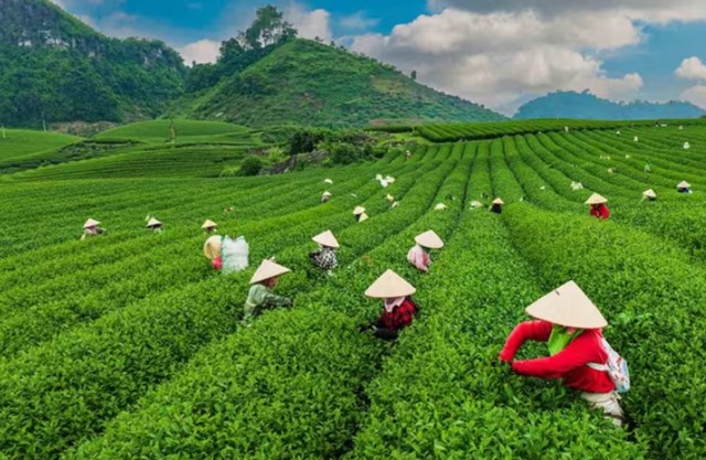 H&igrave;nh ảnh những người n&ocirc;ng d&acirc;n tay thoăn thoắt h&aacute;i từng b&uacute;p ch&egrave; non đ&atilde; trở th&agrave;nh n&eacute;t đặc trưng mỗi độ xu&acirc;n về ở Mộc Ch&acirc;u.