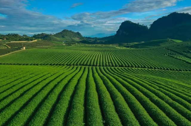 M&ugrave;a xu&acirc;n l&agrave; thời điểm c&acirc;y ch&egrave; đạt trạng th&aacute;i sinh l&yacute; thuận lợi cho việc h&igrave;nh th&agrave;nh b&uacute;p chất lượng cao.