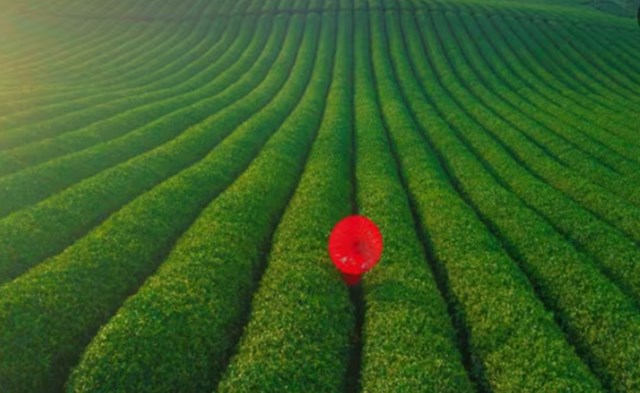 Kh&ocirc;ng rực rỡ như hoa mận, hoa đ&agrave;o, đồi ch&egrave; xanh mướt vẫn mang vẻ đẹp dịu d&agrave;ng, bền bỉ, trở th&agrave;nh điểm hẹn du kh&aacute;ch mỗi dịp đầu năm.