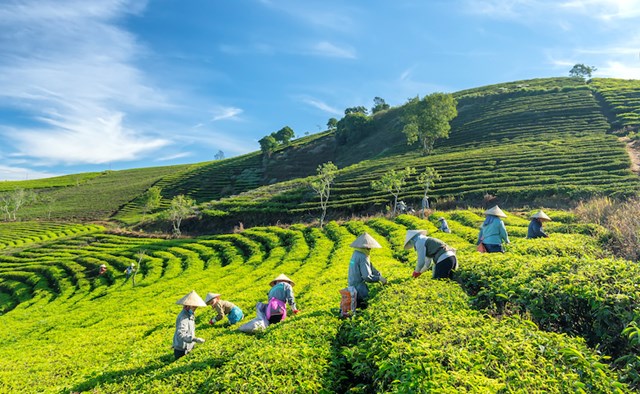 Kh&#225;m ph&#225; &quot;M&#226;y Sườn Đ&#244;ng&quot; - Vẻ đẹp h&#249;ng vĩ của Thanh tr&#224; Tam Đảo - Ảnh 1