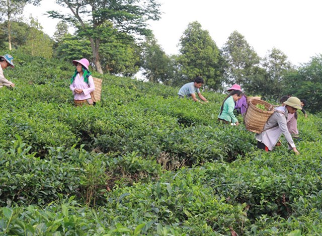 Vùng chè Mường Khương.