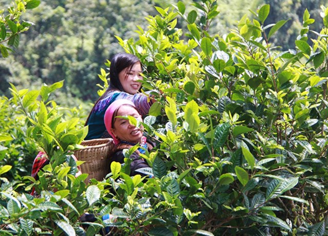 Cây chè Shan tuyết mọc trên núi cao.