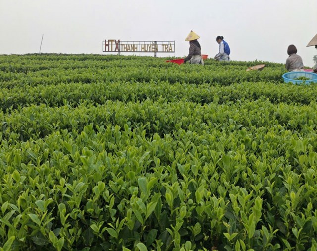 Xuân trên đồi chè Thái Nguyên: Khát vọng “cây tỷ đô” bắt đầu từ búp non - Ảnh 2