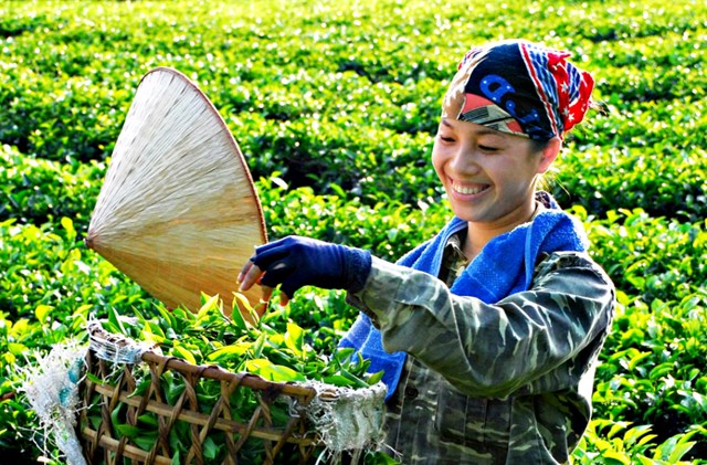 Xuân trên đồi chè Thái Nguyên: Khát vọng “cây tỷ đô” bắt đầu từ búp non - Ảnh 3