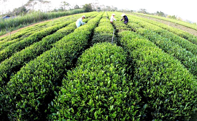 Xuân trên đồi chè Thái Nguyên: Khát vọng “cây tỷ đô” bắt đầu từ búp non - Ảnh 1