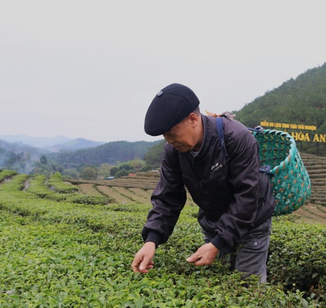 Người d&acirc;n th&ocirc;n Hòa An đang thu hái chè xu&acirc;n.