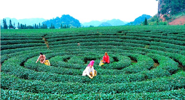 Gi&aacute; trị của ch&egrave; Th&aacute;i B&igrave;nh kh&ocirc;ng chỉ nằm ở sản lượng, m&agrave; c&ograve;n ở hương vị đặc trưng.