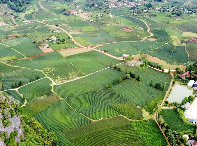 X&atilde; Th&aacute;i B&igrave;nh được xem l&agrave; &ldquo;thủ phủ&rdquo; ch&egrave; của tỉnh Lạng Sơn, với tổng diện t&iacute;ch trồng ch&egrave; hiện l&ecirc;n tới 192 ha.