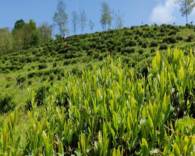 Thị trường trà hữu cơ toàn cầu đang tăng trưởng mạnh mẽ, mở ra cơ hội lớn cho Việt Nam.