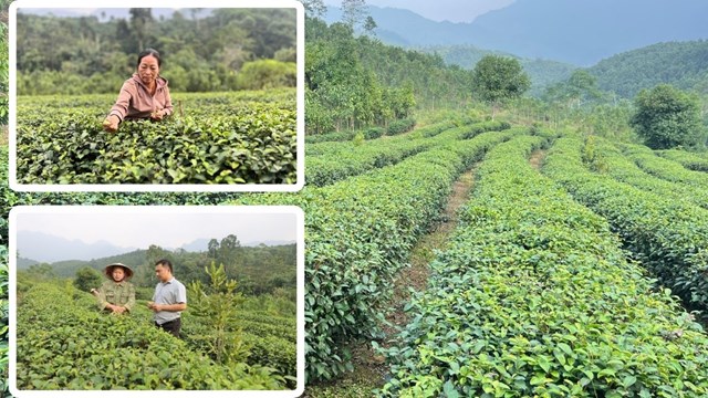Chè là cây trồng lâu năm mang lại hiệu quả kinh tế khá ổn định.