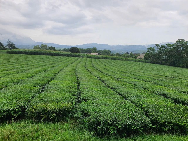 Ngay th&aacute;ng 1/2026, xuất khẩu ch&egrave; đ&atilde; tăng 28% về lượng v&agrave; 27% về gi&aacute; trị so với c&ugrave;ng kỳ, phản &aacute;nh sức bật ban đầu của ng&agrave;nh.