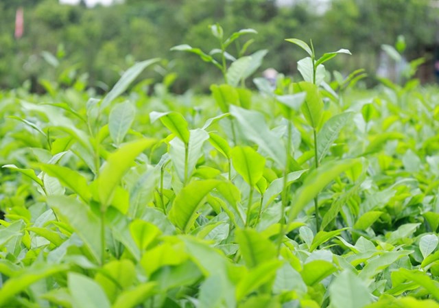 N&acirc;ng tầm tr&agrave; Việt kh&ocirc;ng đơn thuần l&agrave; tăng gi&aacute; b&aacute;n. Đ&oacute; l&agrave; qu&aacute; tr&igrave;nh t&aacute;i cấu tr&uacute;c to&agrave;n bộ chuỗi gi&aacute; trị.