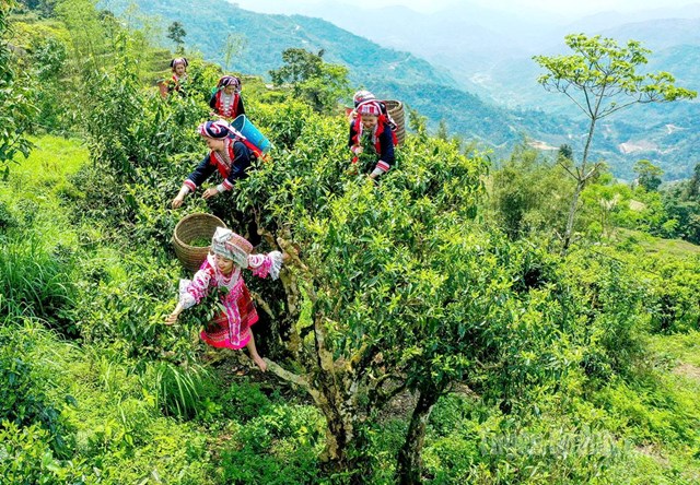 Thời điểm v&agrave;ng của m&ugrave;a h&aacute;i tr&agrave; kh&ocirc;ng chỉ quan trọng về mặt chất lượng m&agrave; c&ograve;n quyết định gi&aacute; trị kinh tế.