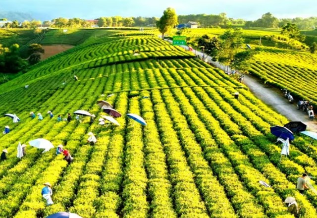 Trong kỷ nguy&ecirc;n minh bạch h&oacute;a chuỗi cung ứng, dư lượng thuốc bảo vệ thực vật trở th&agrave;nh &ldquo;tấm hộ chiếu&rdquo; quyết định số phận mỗi l&ocirc; ch&egrave;. Ảnh minh họa