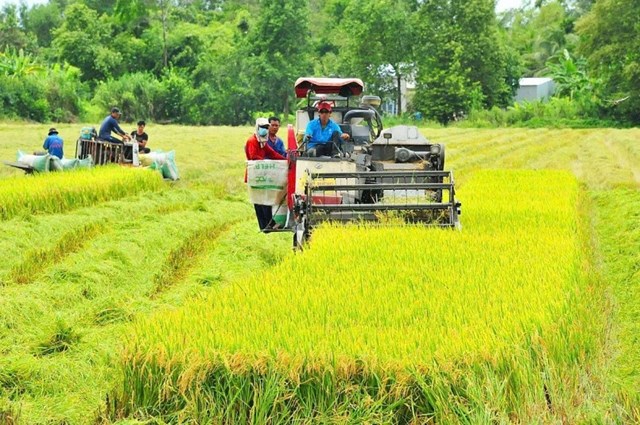 Sản xuất l&uacute;a giảm ph&aacute;t thải tại Đồng bằng s&ocirc;ng Cửu Long.