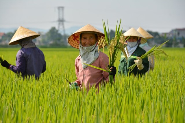 Ng&agrave;nh l&uacute;a gạo Việt Nam đ&atilde; v&agrave; đang khẳng định được vị thế tr&ecirc;n trường quốc tế&nbsp;.