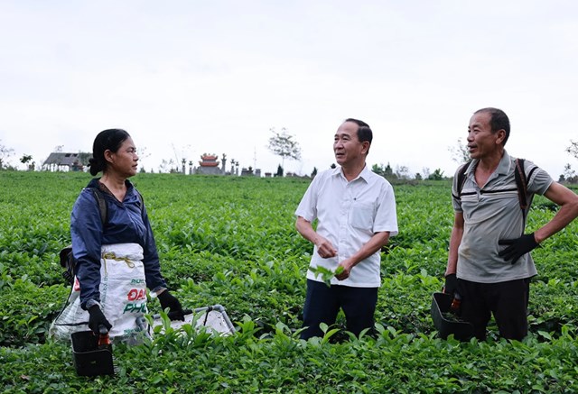 Giữa sắc xanh trải d&agrave;i, người d&acirc;n Hương Đ&ocirc; khởi động m&ugrave;a thu h&aacute;i ch&egrave; xu&acirc;n với niềm phấn khởi đầu năm.