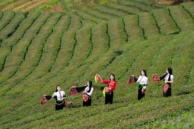 Ch&egrave; đang l&agrave; c&acirc;y trồng chủ lực đem lại hiệu quả kinh tế cao cho người d&acirc;n xã Li&ecirc;n Sơn.