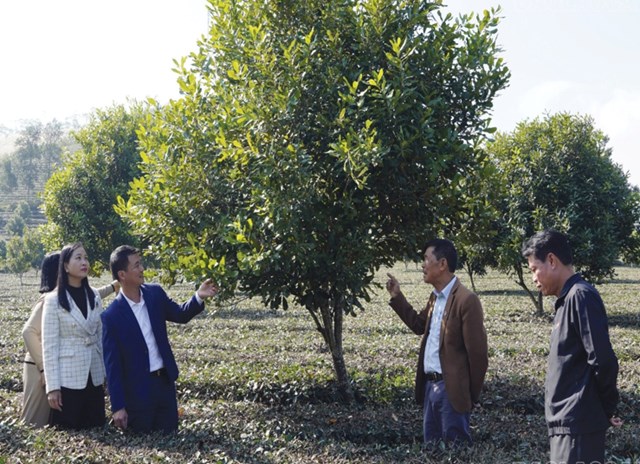 L&atilde;nh đạo x&atilde; Li&ecirc;n Sơn kiểm tra việc trồng v&agrave; chăm s&oacute;c c&acirc;y mắc ca xen ch&egrave;.
