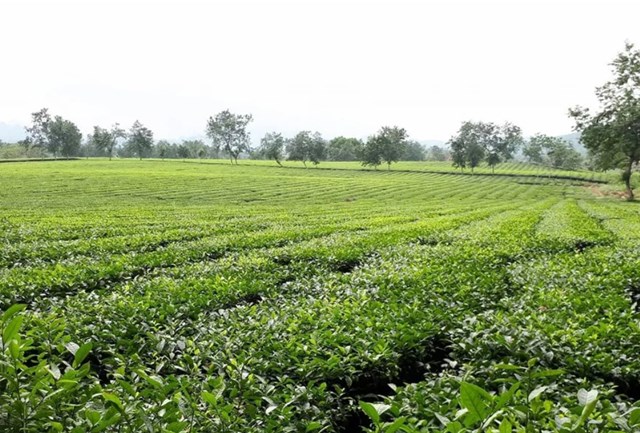 Những v&ugrave;ng ch&egrave; tập trung đang mở ra hướng đi mới cho n&ocirc;ng nghiệp Ph&uacute; Thọ.